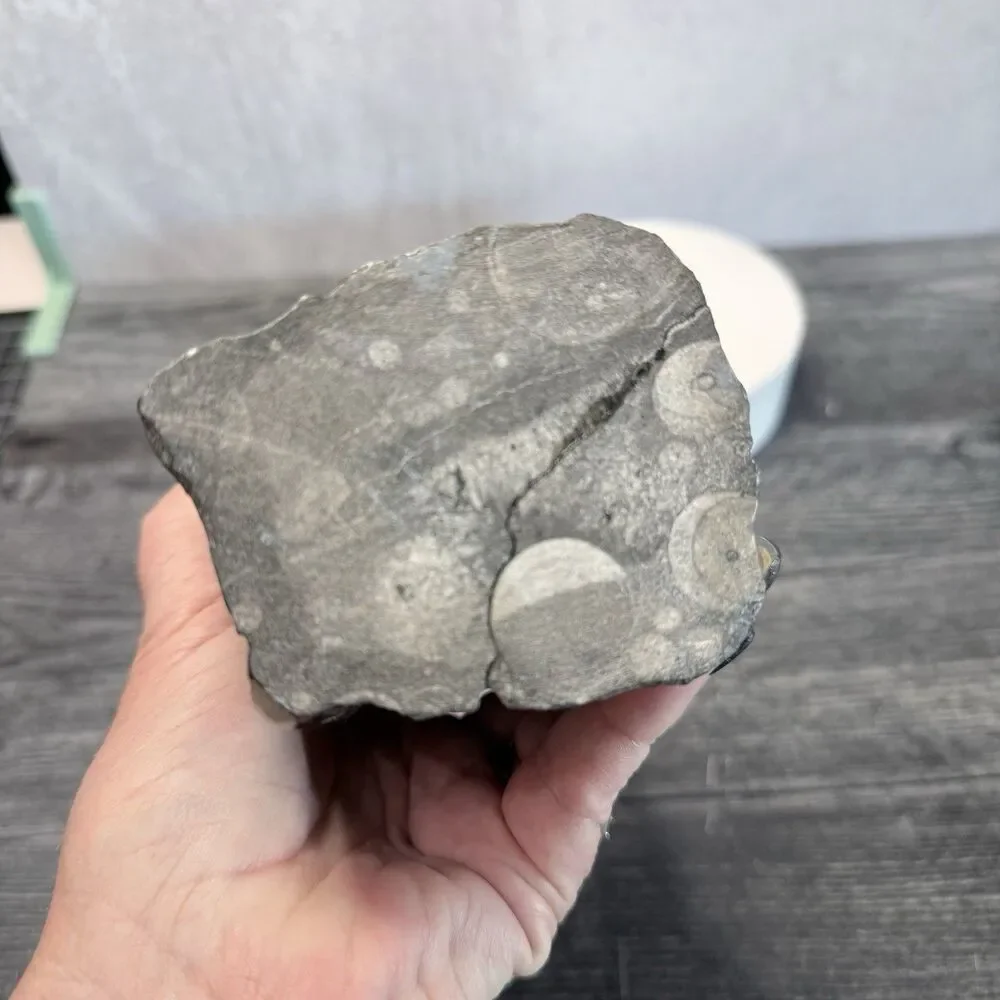 Orthoceras Fossil Tower 3 LB .11 0Z